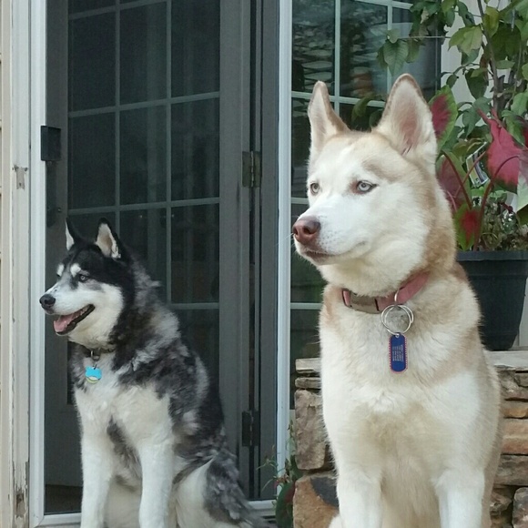 Meet your Posher, Ann - Picture 1 of 1